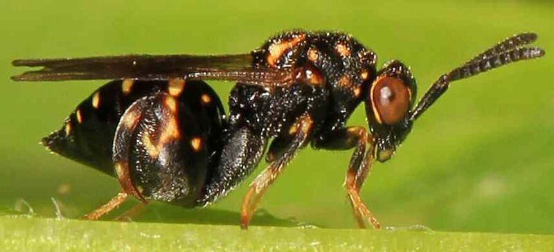 File:Chalcid Wasp - Conura species, Woodbridge, Virginia - 14885696378 (cropped).jpg