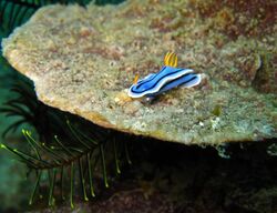 Chromodoris lochi (AA2).jpg