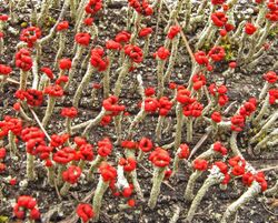 Cladonia transcendens 140458.jpg