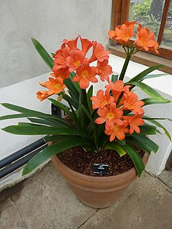 Clivia caulescens.jpg