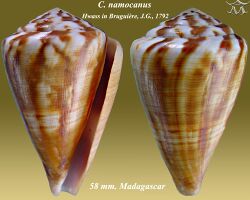 Conus namocanus 2.jpg