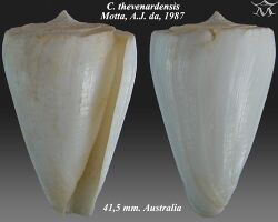 Conus thevenardensis2.jpg