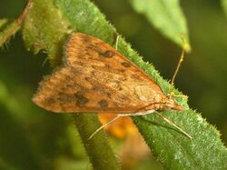 Crambidae - Udea ferrugalis.JPG