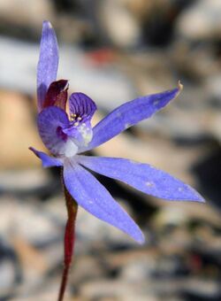 Cyanicula caerulea.jpg