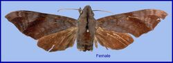 Dahira bruno (Burma, Kambaiti) (NHRS) female upperside.jpg