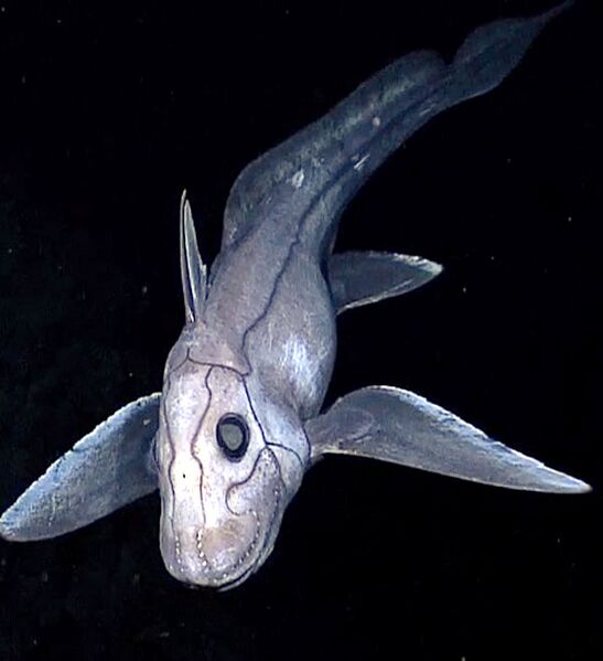 File:Deep sea chimaera.jpg