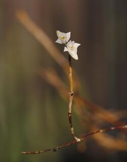 Dendrobium angulatum MSH Sourav.jpg