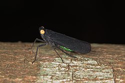 Desudaba Psittacus (Black Planthopper) resting on a tree branch
