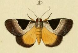 Dichromia sagitta (Fabricius, 1775) cropped from Cramer-Stoll.JPG