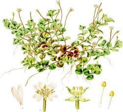 Epilobium linnaeoides-Botany of Antarctica-PL006-0017.jpg