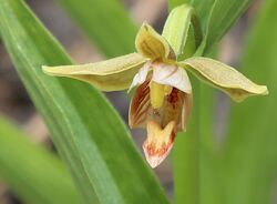 Epipactis gigantea flower closeup.jpg