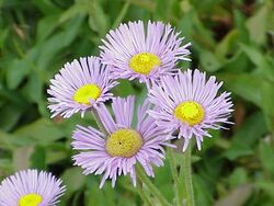 Erigeron glabellus0.jpg