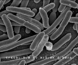 Scanning electron micrograph of Escherichia coli rods