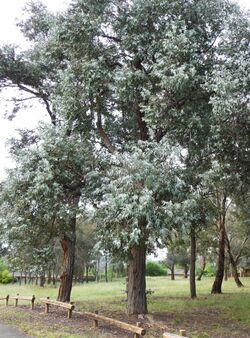 Eucalyptus cinerea habit.jpg