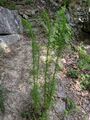 Eupatorium capillifolium plant.jpg