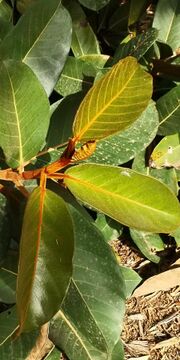 Ficus velutina leaves.jpg