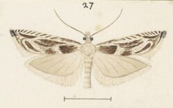 Fig 27 MA I437626 TePapa Plate-XXVII-The-butterflies full (cropped).jpg