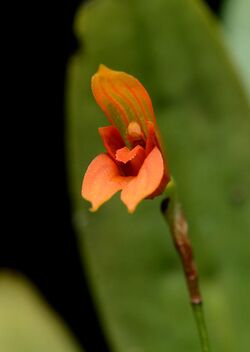 Flickr - ggallice - Pleurothallis guanacastensis (cropped).jpg