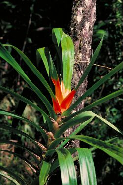 Freycinetia-marginata-ALA-1.jpg
