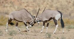 Gemsboks (Oryx gazella) mock fighting.jpg