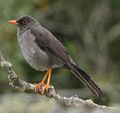 GreatThrush.jpg