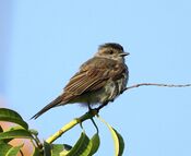 Griseotyrannus aurantioatrocristatus - Crowned slaty flycatcher.JPG