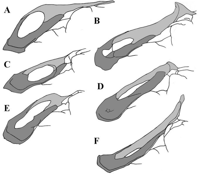 File:Hadrosaurinae premaxillae.jpg