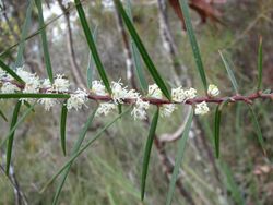 Hakea ulicina.jpg