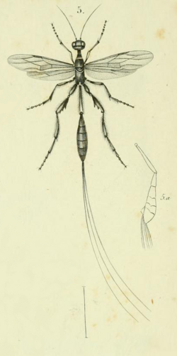 Histoire naturelle des insectes. Hymenopteres. Planche XL. Fig. 5.png