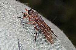Horse Fly - Tabanus calens, Occoquan Bay National Wildlife Refuge, Woodbridge, Virginia - Flickr - Judy Gallagher.jpg