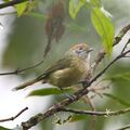 Hylophilus poicilotis-Rufous-crowned Greenlet.JPG