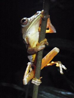 Hypsiboas geographicus (Rana geographica) in Peru.jpg