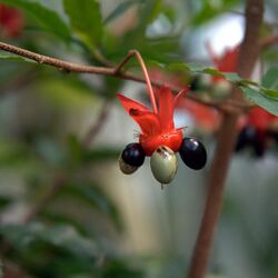 IMG 4246-Ochna serrulata.jpg