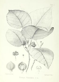 Illustrationes florae insularum Maris Pacifici (15938466435).jpg