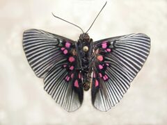 Insect Safari - lepidopteran 028.jpg