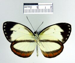 Itaballia pandosia sabata ventral.jpg