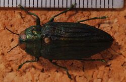 Jewel Beetle (Megactenodes unicolor) (8241382117).jpg
