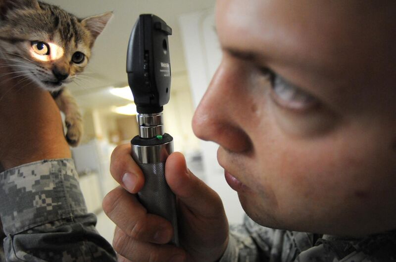 File:Kitten check up at Guantanamo.jpg
