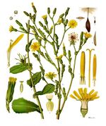 Lactuca virosa - Köhler–s Medizinal-Pflanzen-213.jpg