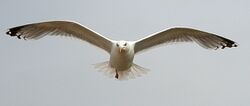 Larus argentatus argenteus.jpg