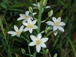 Liliaceae - Ornithogalum narbonense (3).JPG