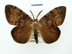 Lymantria dispar japonica male dorsal.jpg