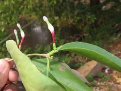 Macrosolen parasiticus - Parasite Honeysuckle at Thattekkadu (3).jpg