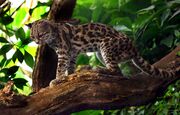 Spotted margay on a branch