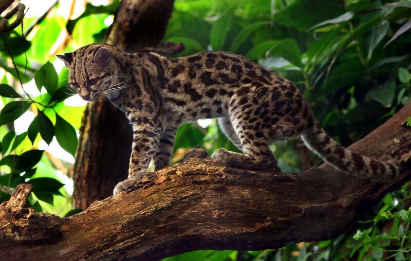 File:Margaykat Leopardus wiedii.jpg