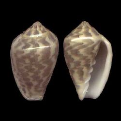 Marginella bairstowi 001.jpg