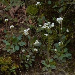 Micranthes virginiensis Arkansas.jpg