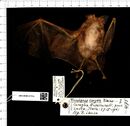 Skin of Decken's horseshoe bat