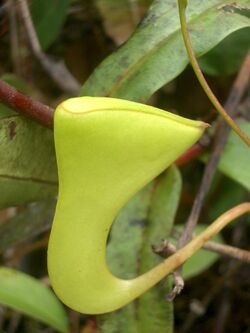 Nepenthes inermis3.jpg