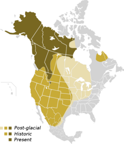 North American Grizzly Range Map.png